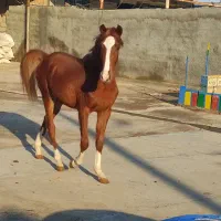 کره نریان اصیل