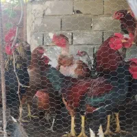 مرغ خروس محلی بیست عدد