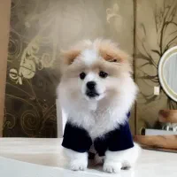 سگ پامرانین شیش ماهه