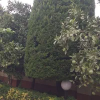 فضای سبز