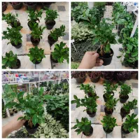 بنسای بن سای جینسینگ آگلونما گندمی کاج مطبق هویا