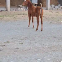 کره مادیان درفروش اسب