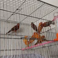 قناری  دارچینی سرخ سوخته سرخ ردفکتور کم رنگ|پرنده|شاهین‌شهر, شهرک ردانی پور|دیوار