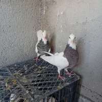 طوقی بدون قلط