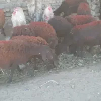 میش تعداد۲۵ جمع کل ۴۰