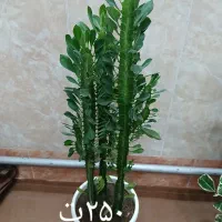 گلهای زیبا با قیمت مناسب
