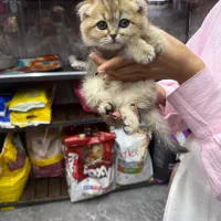 جشنواره شاپت