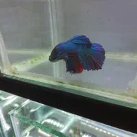 فروشگاه ماهی فایتر|ماهی|اصفهان, هفتون|دیوار