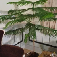 گل آپارتمانی با هم یا تکی