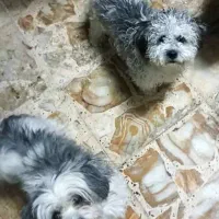 سگ ماده و توله