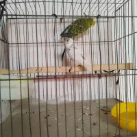 مرغ عشق|پرنده|یاسوج, |دیوار