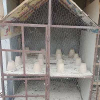 گنجه آهنی کبوتر یا مرغ درجه1 خروس گلین و مرغ سلطان