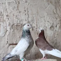 یک جفت پرشی