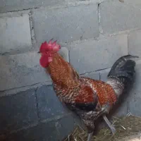 خروس محلی|حیوانات مزرعه|سنگدوین, |دیوار