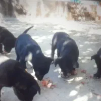 فروش توله سگ