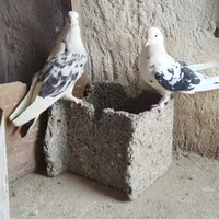 کبوتر پرشی|پرنده|اصفهان, سلطان‌آباد|دیوار