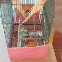 عروس هلندی و طوطی برزیلی و قفس کاسکویی|پرنده|خوی, |دیوار