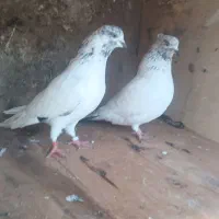 کبوتر تکپر|حیوانات مزرعه|تاتار علیا, |دیوار