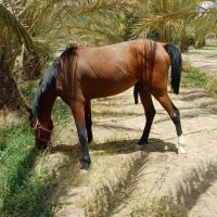 اسب نریان معاوضه با گوسفند،موتور