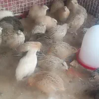 فروش بلدرچین گوشتی