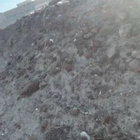 سلام|خدمات باغبانی و درختکاری|ارطه, |دیوار