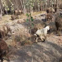 میش و بره لری