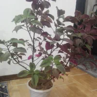 گل حسن یوسف