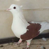 رنگی وسیاهپوش