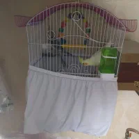 یک جفت عروس هلندی بازی گوش تخم گذار .|پرنده|اسلامشهر, زرافشان|دیوار