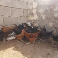فروش ۵۰ عدد نیمچه مرغ خروس چهار ماهه