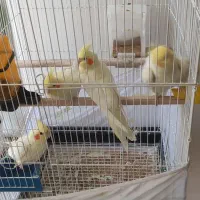 فروش عروس هلندی (لوتینو)