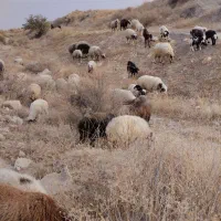 میش و بره