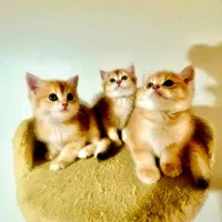 گربه بیریتیش گلد