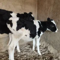 فروش گوساله|حیوانات مزرعه|رونیز, |دیوار