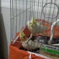 سلام|حیوانات|سوسنگرد, |دیوار