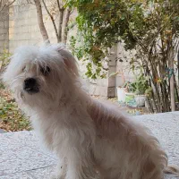 سگ پاکوتاه شیدزو نر|سگ|مشهد, امیریه|دیوار