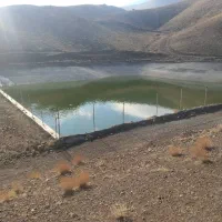 فروش ماهی آمور