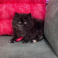 ملوسکای دست آموز|گربه|گرگان, |دیوار