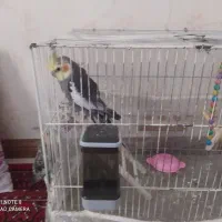 سلام یک عدد عروس هلندی نر سخنگو خوب خوشگل