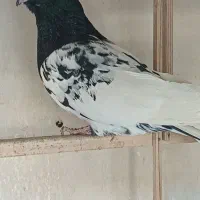 کبوتر رنگه مقبول و چند تا صید پرشی|پرنده|مشهد, دانشجو|دیوار