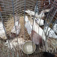 کبوتر|پرنده|صومعه‌سرا, |دیوار