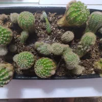 کاکتوس|گل و گیاه طبیعی|رشت, پیرکلاچای|دیوار