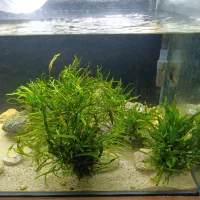 اکواریوم ریملس. تصفیه سطلی|ماهی|مشهد, کوشش|دیوار