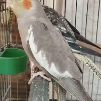 عروس هلندی جفت|پرنده|کیش, |دیوار