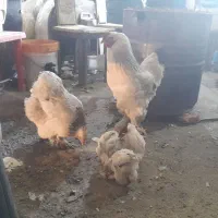 جوجه برهما با مرغ ها خروس