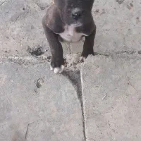 توله سگ دوماهه نژاد روتوایلر