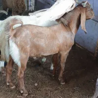 کهره نر