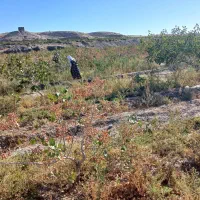 باغ پسته 7هکتار|فروش دفتر صنعتی، کشاورزی، تجاری|تربت جام, فاز ۱ فرهنگیان|دیوار