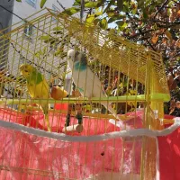 جفت مرغ عشق