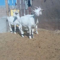 بزسانن بزغاله|حیوانات مزرعه|خواف, |دیوار